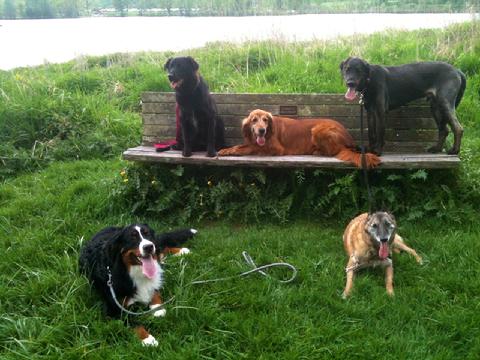 E-Collar trained dogs on a walk together and stop to pose together along a river