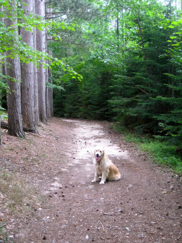Michigan Dog Training, remote collar, shock collar, e-collar, dog hikes