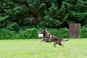 Michigan Dog Training, German Shepherd Dog, fetch, retrieve,