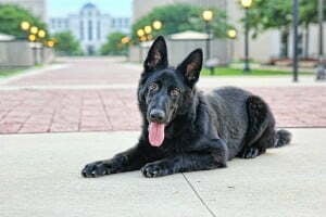 German Shepherd, Michigan dog Training, Black German Shepherd, Lansing Michigan