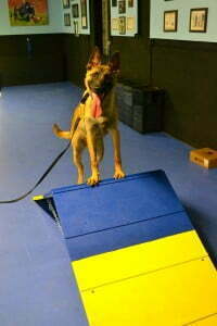 Michigan Dog Training, Circus dog, trick dog, Belgian Malinois