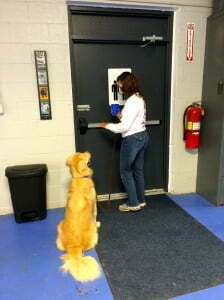 Advanced Canine Good Citizen, Michigan Dog Training