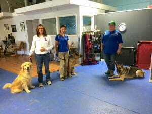 Advanced Canine Good Citizen, Michigan Dog Training