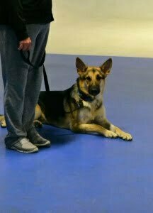 Michigan Dog Training, Plymouth, Michigan, Canine Good Citize, CGC, German Shepherd
