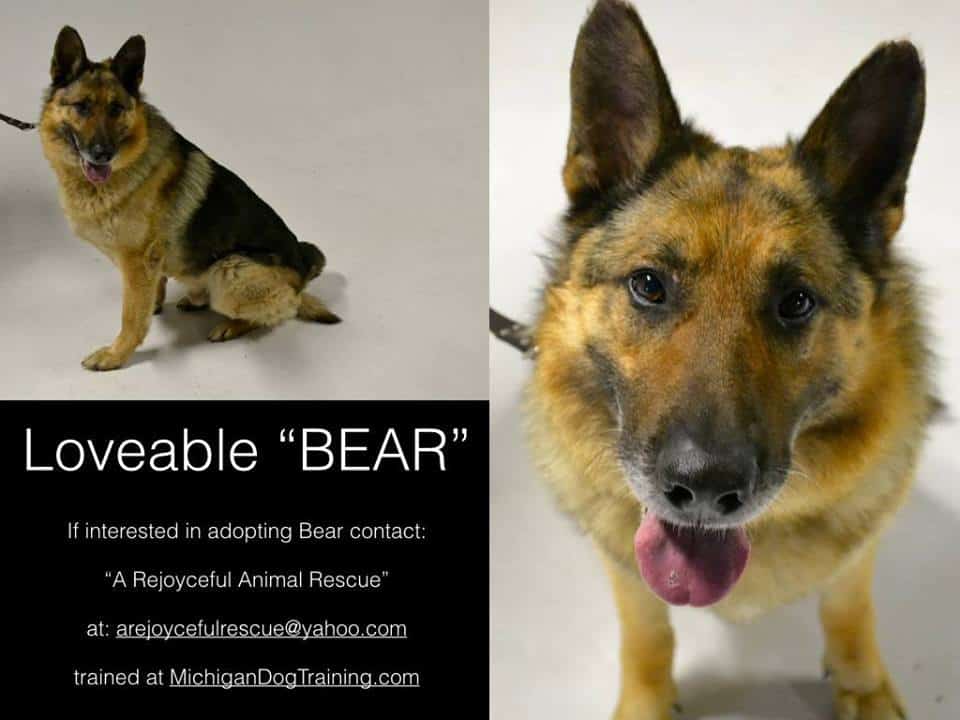 www.michigandogtraining.com,  rescued German Shepherd Dog, Michigan Dog Training, Plymouth, Michigan