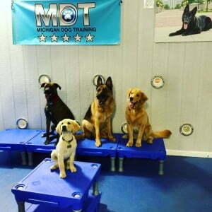 Dog Day Care, Dog School, German Shepherd, Golden Retriever, pup, puppy