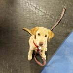 Michigan Dog Training, Puppy S.T.A.R., Puppy obedience group classes, puppy training