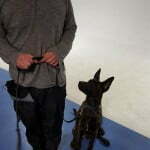 Michigan Dog Training, Canine Good Citizen, CGC