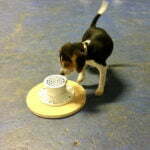 Nosework, Beagle, Michigan Dog Training, puppy training