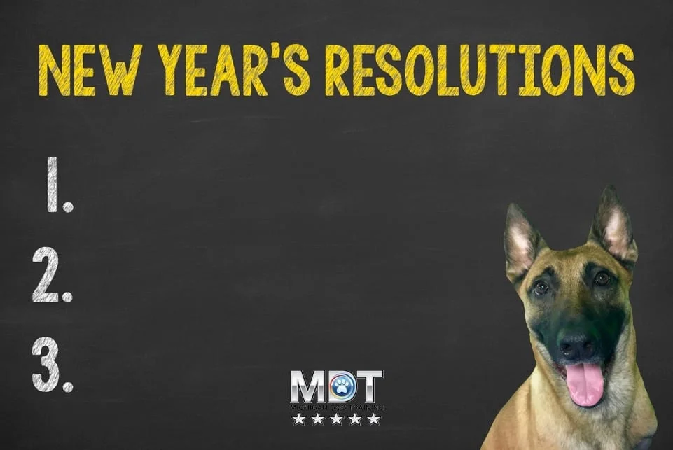 dog training, new year's resolutions, Michigan Dog Training, Plymouth, Michigan