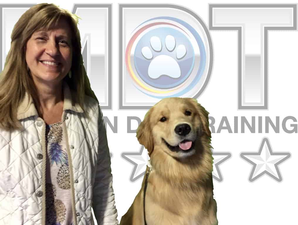 Golden Retriever, dog training, Golden Retriever dog training, Michigan Dog Training, Plymouth, Michigan