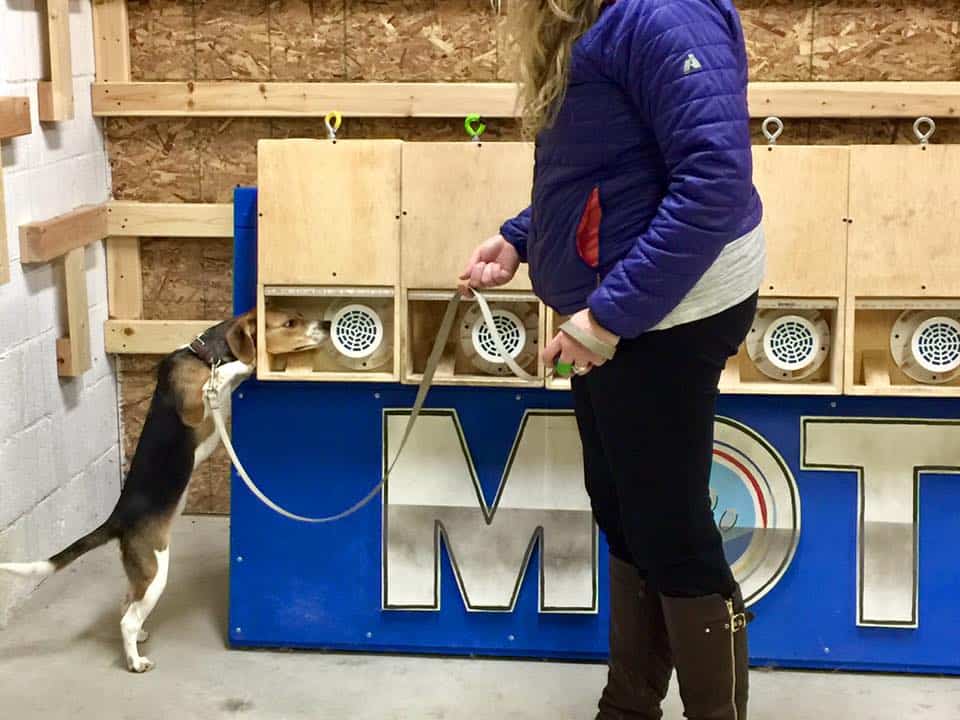 Beagle, Nose Work, Randy Hare,Michigan Dog Training