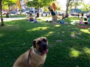 Michigan Dog Training, Mastiff, Day Training