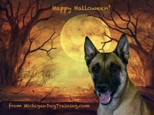 Michigan Dog Training, Belgian Malinois, Kaboom, Happy Halloween