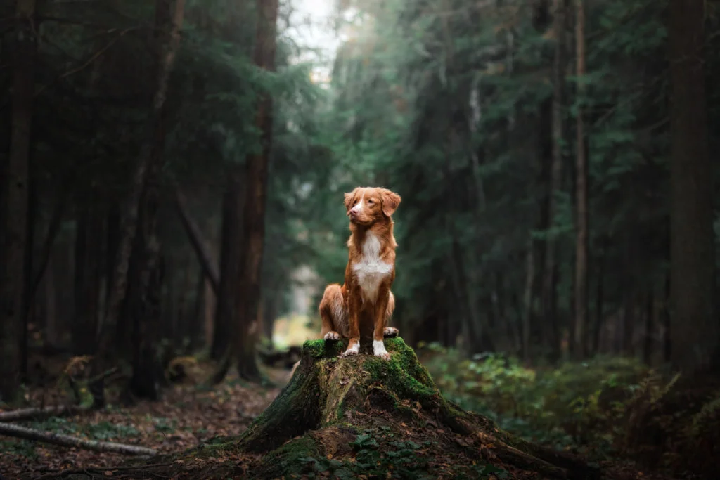 Michigan Dog Training