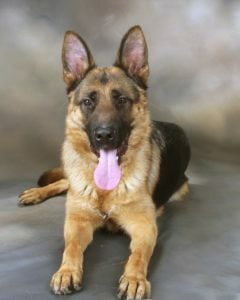 German Shepherd Dog, Michigan Dog Training