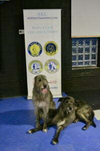  Laura Prusaitis and her two Irish Wolfhounds Saoirse and Killian