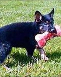 Zena, bi color German Shepherd Dog puppy fetching a toy