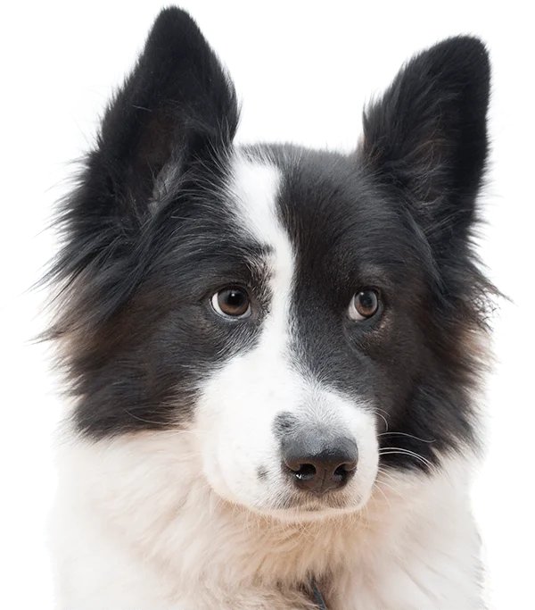 professional dog training services
