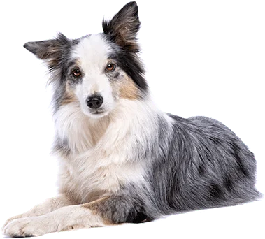 michigan dog tarining