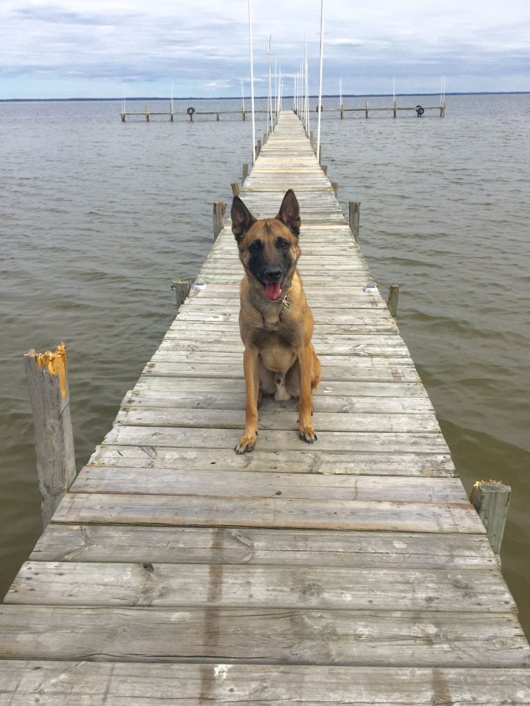 dog sitting on dock, michigan dog training, MDT