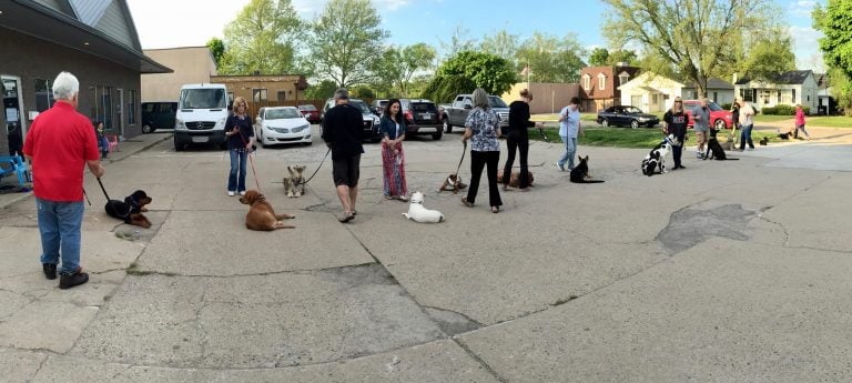 akc canine good citizen dog training