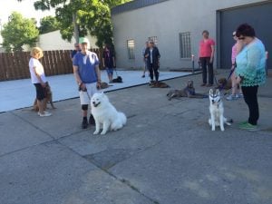 canine good citizen advanced