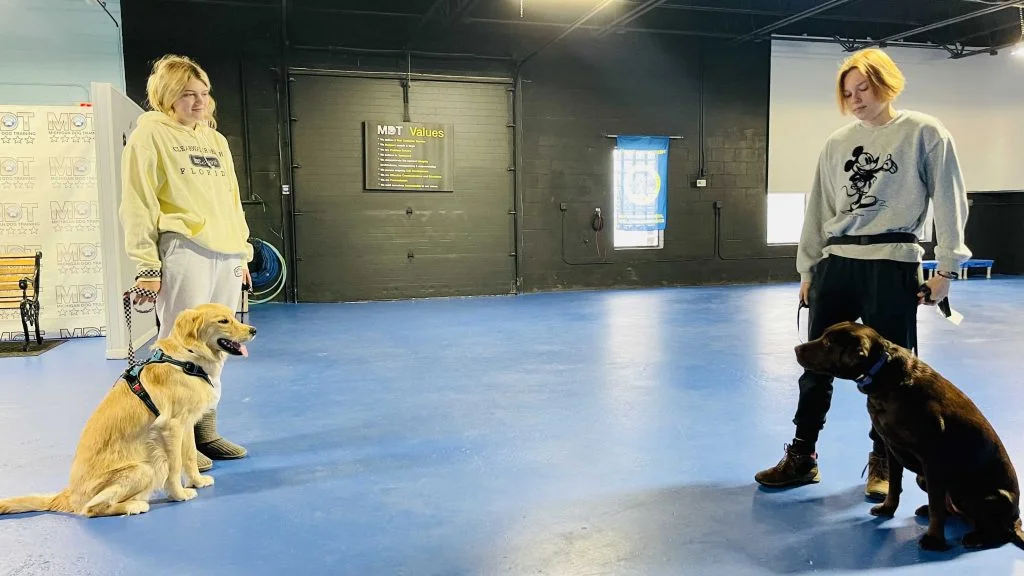 dog day training