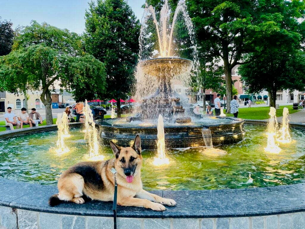 Michigan Dog Training often takes their day training dogs and board and train dogs to downtown Plymouth to work amongst city distractions. Here a German Shepherd poses in front of Plymouth's fountain.