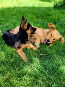 Two playful puppies, a German Shepherd and a Golden Retriever, enjoying socialization and fun in the grass.