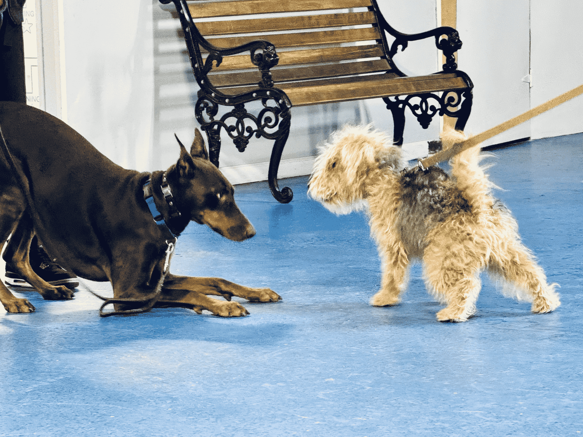 Michigan Puppy Socialization (3)
