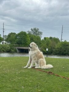 Large fluffy dog sitting calmly on a grassy field with a river in the background during an outdoor training session.