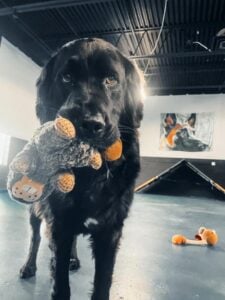 Black dog holding a plush toy in its mouth during indoor dog training session.