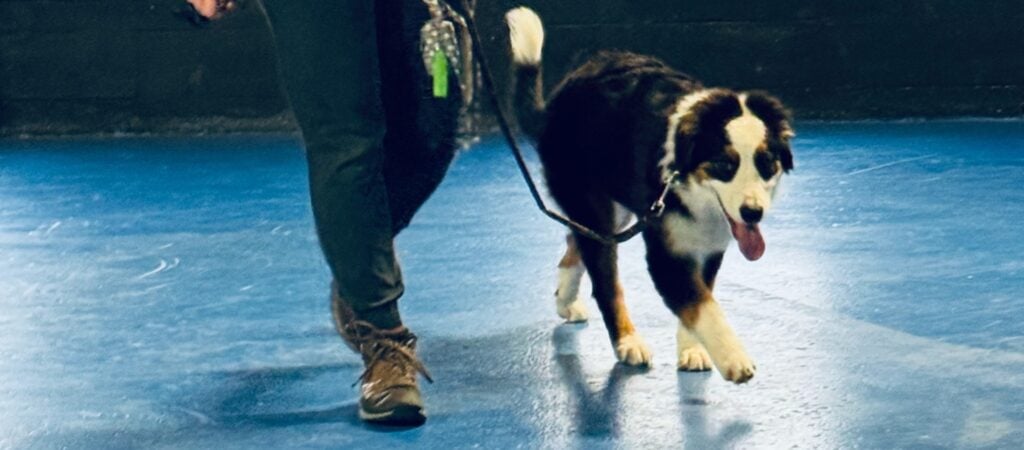 Dog walking beside trainer on leash during obedience training on a blue indoor floor.