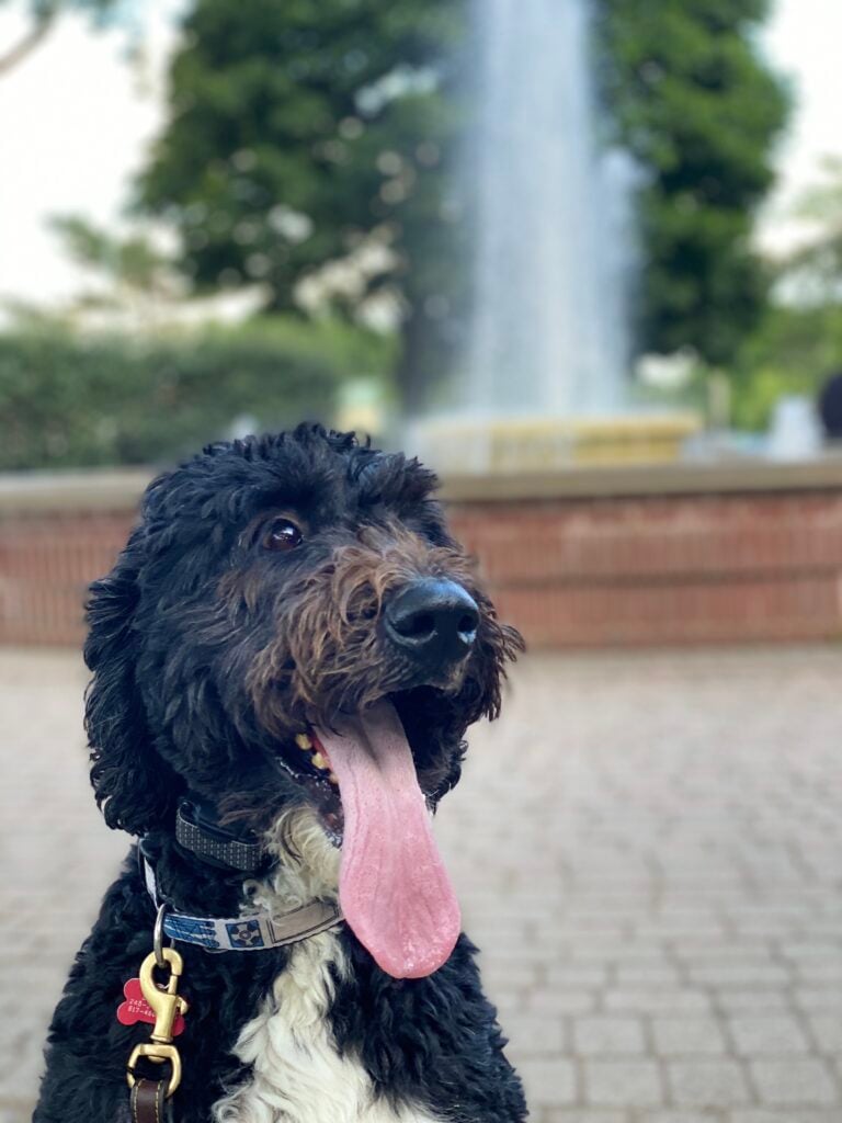 Board and train dog posing in downtown Plymouth.