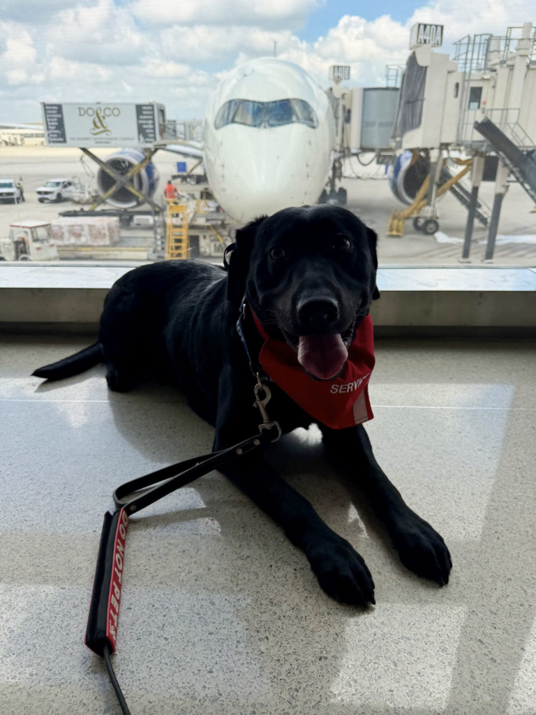 Service dog training at DTW Metro Airport in Romulus, Michigan.