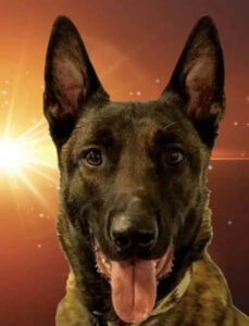 Michael Burkey's dog Sonic, a Belgian Malinois