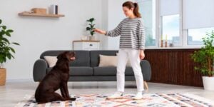 in home dog training Michigan