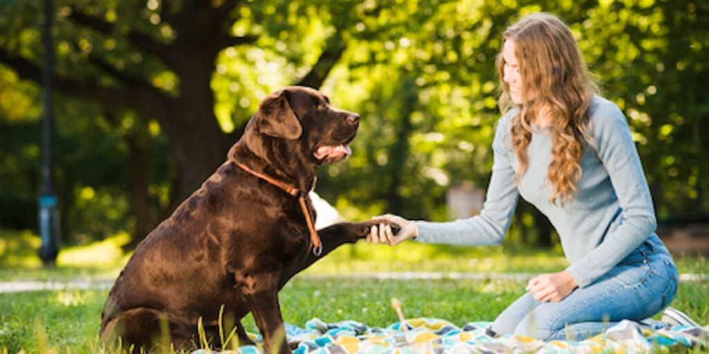 Dog Training