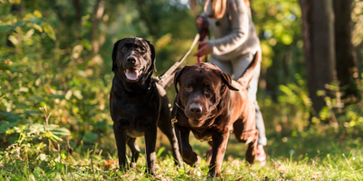 dog obedience classes